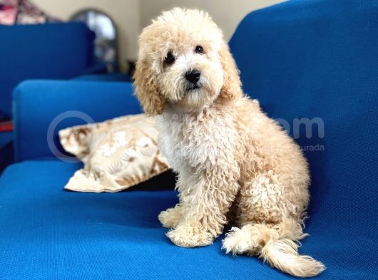 Apricot Poodle Oğlumuz görsel