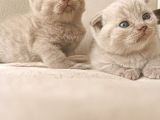 British Shorthair Ve Scotishfold Yavrular