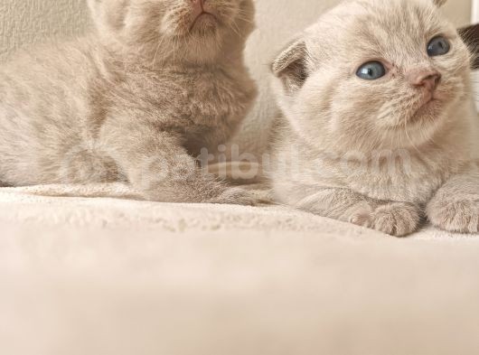 British Shorthair Ve Scotishfold Yavrular görsel