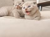 British Shorthair Ve Scotishfold Yavrular