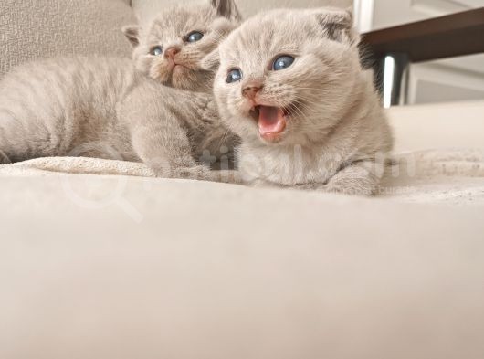British Shorthair Ve Scotishfold Yavrular görsel