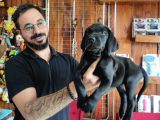 Safkan Çi̇kolata Ve Si̇yah Labrador Yavrularimiz