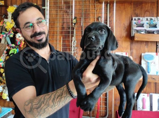 Safkan Çi̇kolata Ve Si̇yah Labrador Yavrularimiz görsel