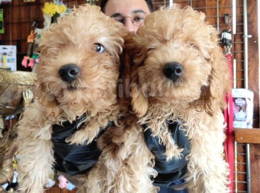 A Scr Muhteşem Toy Poodle  Yavrularimiz