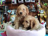 A Scr Muhteşem Toy Poodle  Yavrularimiz
