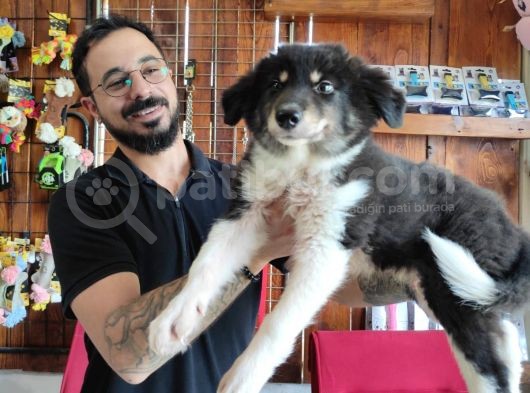 Dunyani̇n En Zeki̇ Irki Border Collie görsel