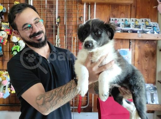 Dunyani̇n En Zeki̇ Irki Border Collie görsel