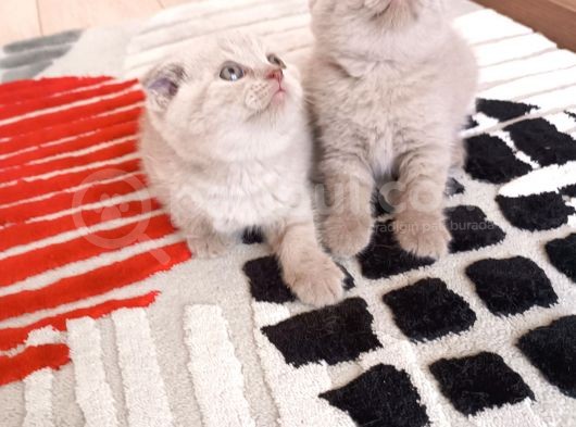 British Shorthair Ve Scotishfold Yavrular görsel