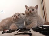 British Shorthair Ve Scotishfold Yavrular