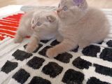 British shorthair ve scotishfold yavrular