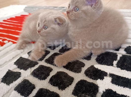 British Shorthair Ve Scotishfold Yavrular