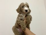 Poodle yavrularımız yeni yuvalarını arıyor