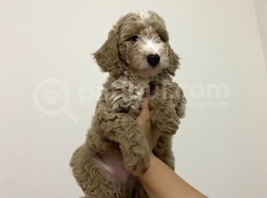 Poodle Yavrularımız Yeni Yuvalarını Arıyor