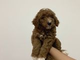 Poodle Yavrularımız Yeni Yuvalarını Arıyor