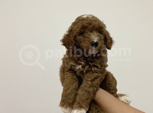 Poodle Yavrularımız Yeni Yuvalarını Arıyor görsel