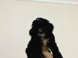 Poodle Yavrularımız Yeni Yuvalarını Arıyor