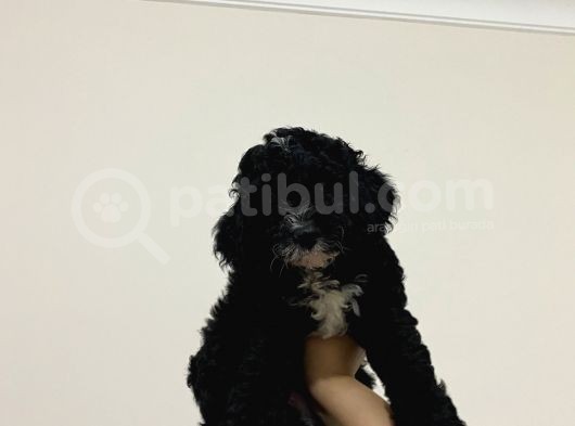 Poodle Yavrularımız Yeni Yuvalarını Arıyor görsel