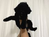 Poodle Yavrularımız Yeni Yuvalarını Arıyor