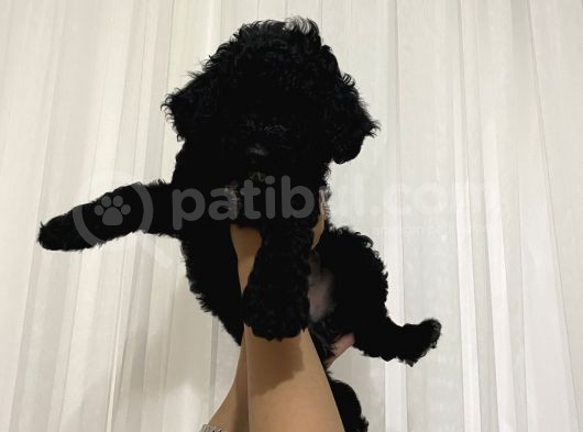 Poodle Yavrularımız Yeni Yuvalarını Arıyor görsel