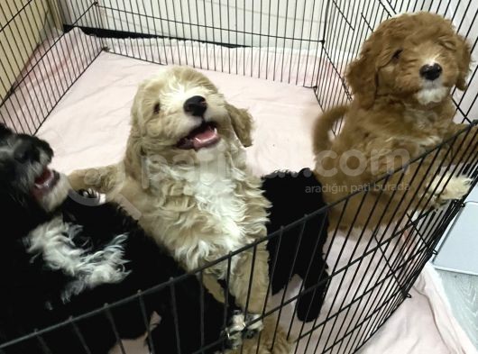 Poodle Yavrularımız Yeni Yuvalarını Arıyor görsel