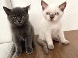British Shorthair Yavru Kardeşler