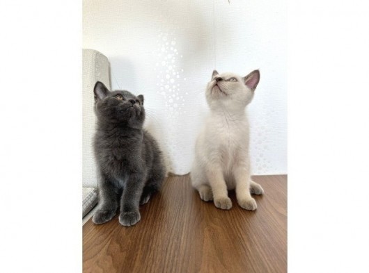 British Shorthair Yavru Kardeşler görsel