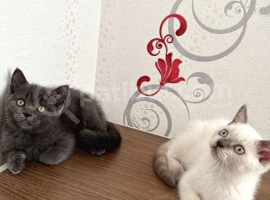 British Shorthair Yavru Kardeşler görsel