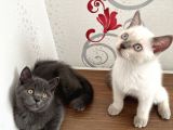 British Shorthair Yavru Kardeşler