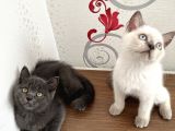 British shorthair Yavru Kardeşler