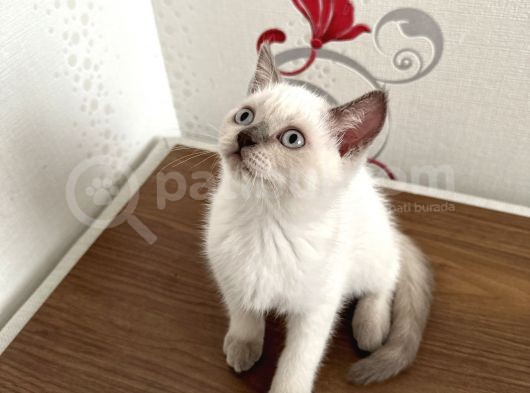 British Shorthair Yavru Kardeşler görsel
