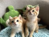 Golden Altın Sarı Kürklü Renkli Gözlü