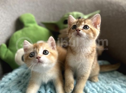 Golden Altın Sarı Kürklü Renkli Gözlü görsel