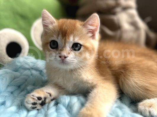 Golden Altın Sarı Kürklü Renkli Gözlü görsel