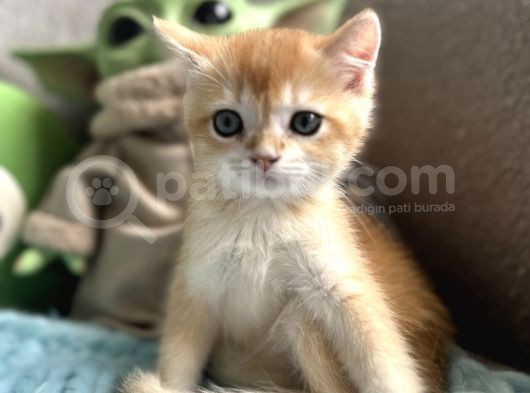 Golden Altın Sarı Kürklü Renkli Gözlü