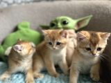 Golden Altın Sarı Kürklü Renkli Gözlü
