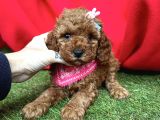 Asi̇l Kan Göz Kamaştirici Toy Poodle Irkimiz