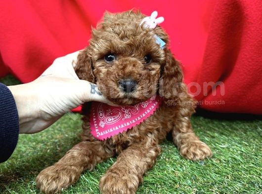 Asi̇l Kan Göz Kamaştirici Toy Poodle Irkimiz görsel