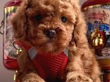 Asi̇l Kan Göz Kamaştirici Toy Poodle Irkimiz