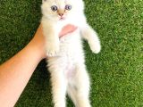 Mükemmel Saf Irk British Shorthair Yavrularımız