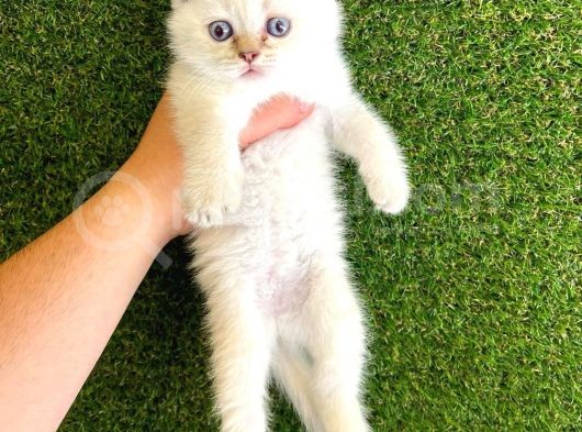 Mükemmel Saf Irk British Shorthair Yavrularımız görsel