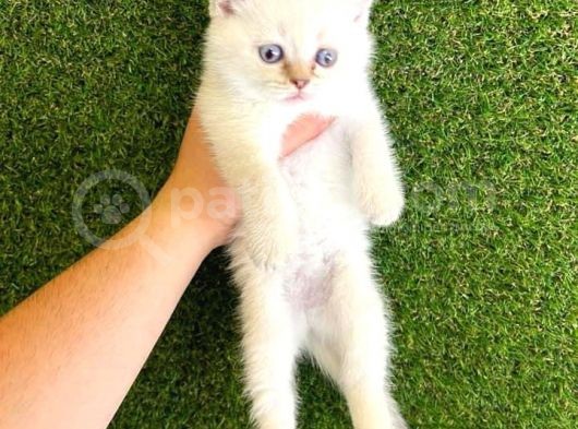 Mükemmel Saf Irk British Shorthair Yavrularımız görsel