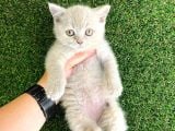 Mükemmel Saf Irk British Shorthair Yavrularımız