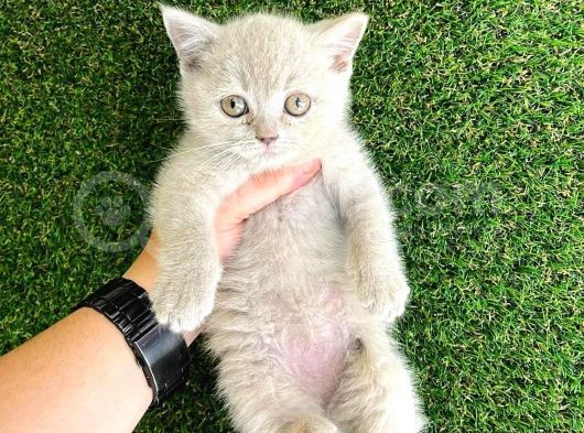 Mükemmel Saf Irk British Shorthair Yavrularımız görsel