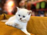 Mükemmel saf ırk british shorthair yavrularımız