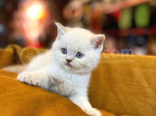 Mükemmel Saf Irk British Shorthair Yavrularımız
