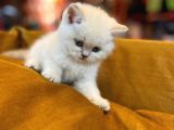 Mükemmel Saf Irk British Shorthair Yavrularımız