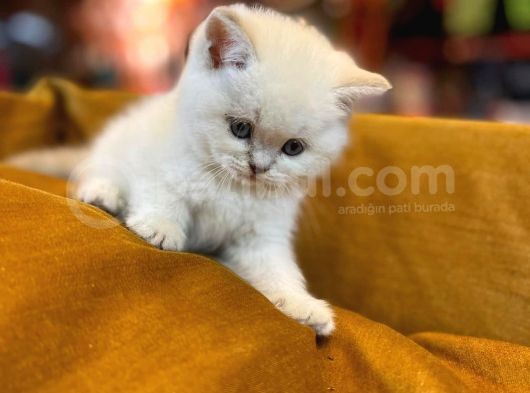 Mükemmel Saf Irk British Shorthair Yavrularımız görsel