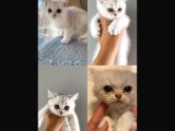 bRİTİSH SHORTHAİR 2 ERKEK 2 DİŞİ