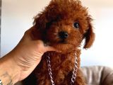 Tuvalet eğitimli toys poodle