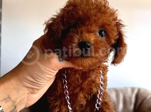 Tuvalet Eğitimli Toys Poodle